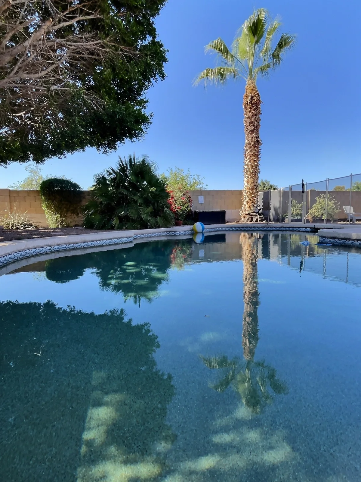 The Walcott's private pool beneath a palm tree and Arizona blue sky